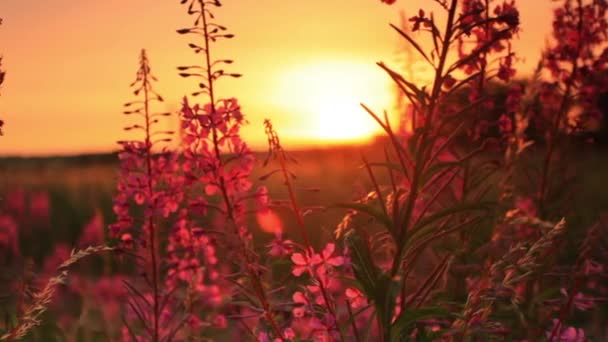 Sonnenuntergang durch einige Blumen — Stockvideo