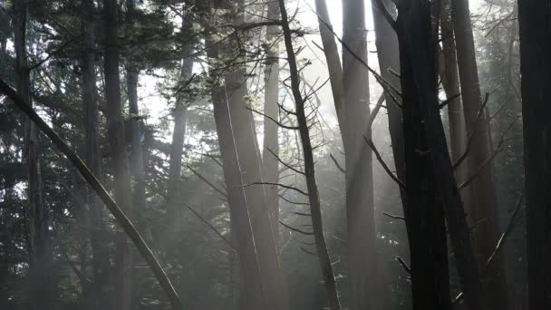 Statické širokej záběr slunečních paprsků v fort ross lesy Kalifornii — Stock video