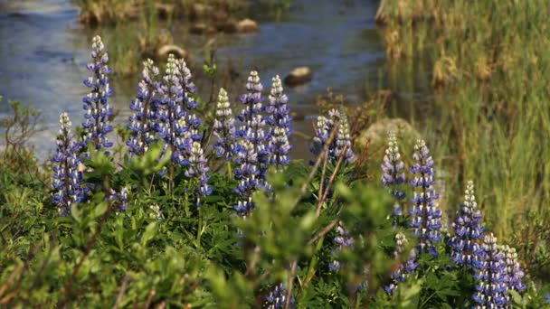 Flores de altramuz de verano y arroyo fluyendo — Vídeos de Stock