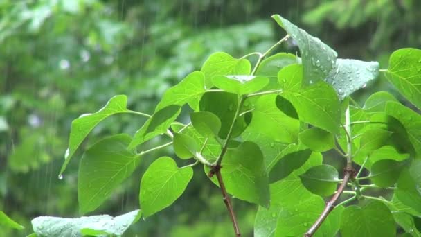 Tormenta de verano en orégano vertiendo fuertemente sobre hojas verdes — Vídeo de stock