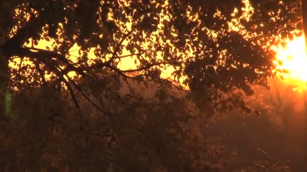 Coucher de soleil à travers les feuilles — Video