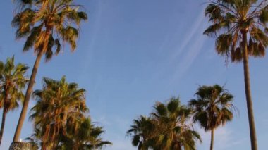palmiye ağaçlarından venice beach grafiti ve bisiklet yolu eğimli