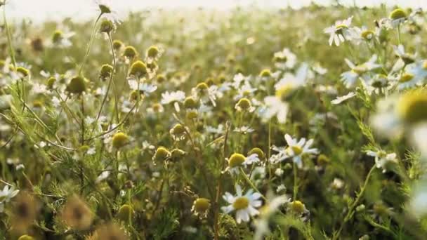 Tee blommor slowmotion natur fält — Stockvideo