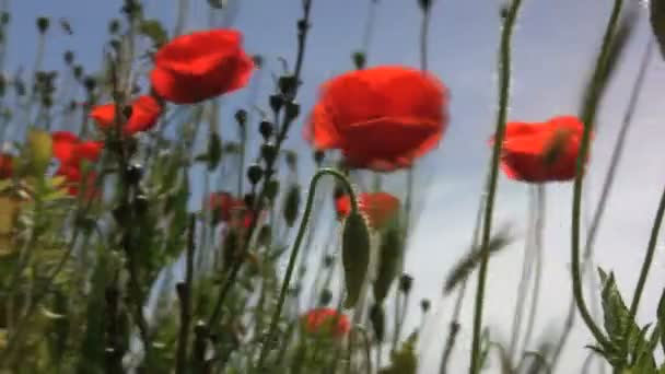 Temple de jove terracina — Video