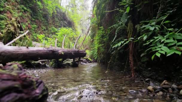 Naklonit dolů spuštěn stream v kapradí canyon — Stock video