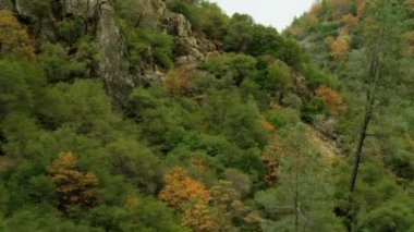 Vadisi orman hillside