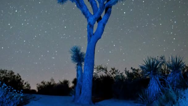 Звезды времени, вращающиеся над деревом джосхуа — стоковое видео