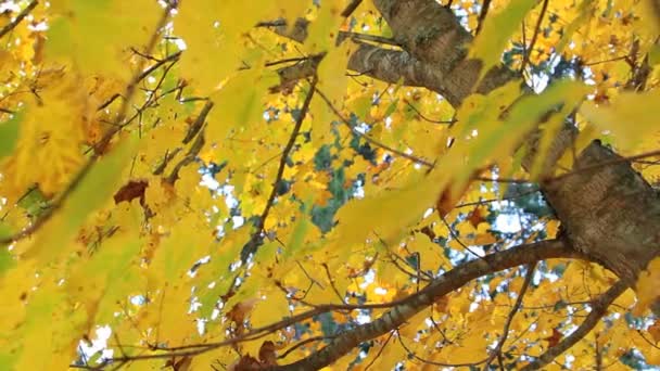 Track back beneath autumn tree — стоковое видео
