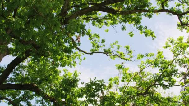 Dosel de árbol hacia el cielo — Vídeo de stock