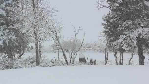 雪に覆われた景色の木 — ストック動画