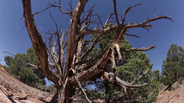 Извилистое мертвое дерево на дне пустыни — стоковое видео