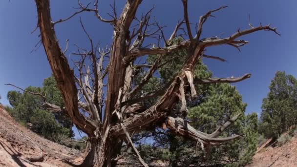 Twisted dead tree on desert floor — Stock Video