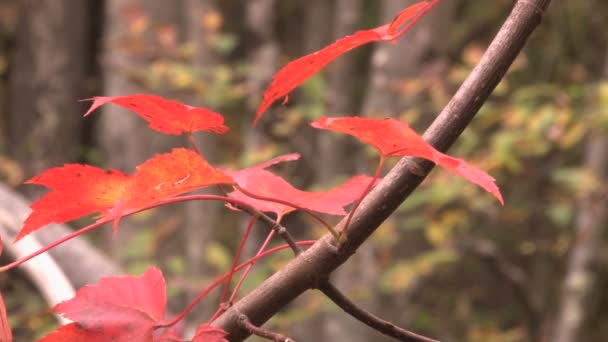 Яскраве червоне листя осіннього — стокове відео