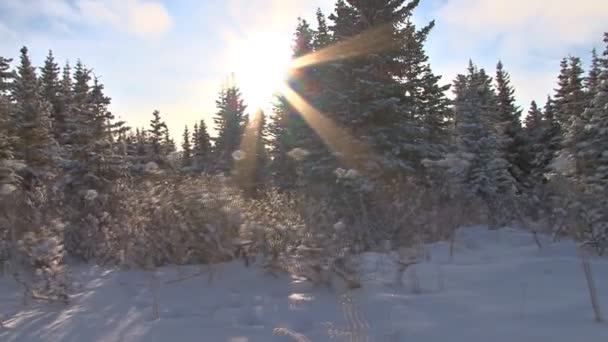 Caminhando ao longo da floresta ensolarada do inverno — Vídeo de Stock