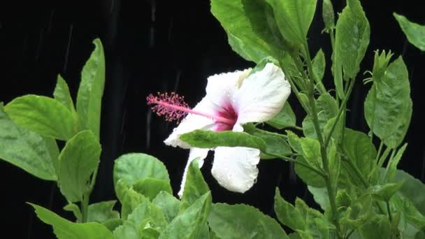 Weiße Hibiskusblüte im Regen — Stockvideo