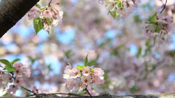 Viento soplando a través de flores de cerezo — Vídeo de stock