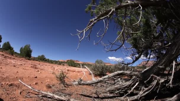 Árbol al desierto paisaje dolly — Vídeos de Stock
