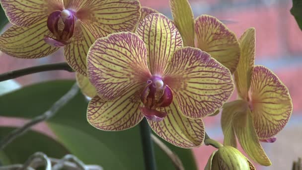 žluté a růžové orchideje