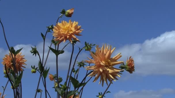 Yellow asters and blue sky — Stock Video
