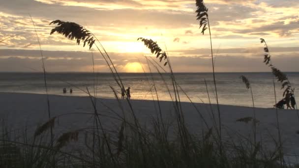 Gula solnedgången genom Strandgräs — Stockvideo