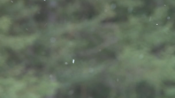 Zoom aus leichtem Schnee im Wald — Stockvideo