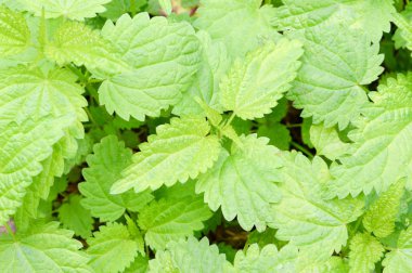 ısırgan, arka plan yeşil yaprakları