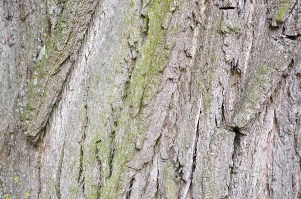 Texture de l'écorce d'un vieil arbre. Vue rapprochée . — Photo