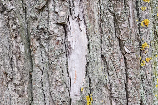 棕色老树树皮的纹理与黄色苔藓. — 图库照片