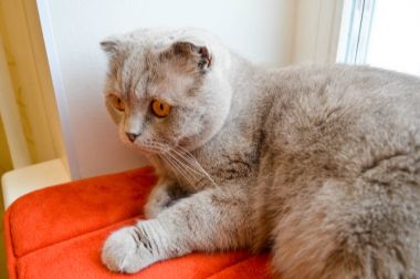 Üzgün, Pensive, gri Ingiliz kedi kırmızı bir halı üzerinde bir pencerenin yakınında oturuyor.