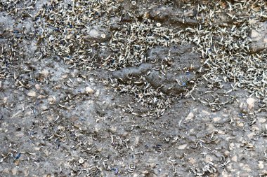 Çok dağınık parlak gri metal talaşı fabrikada, dükkanı kirli beton zemin. Doku. Arka plan. zemin