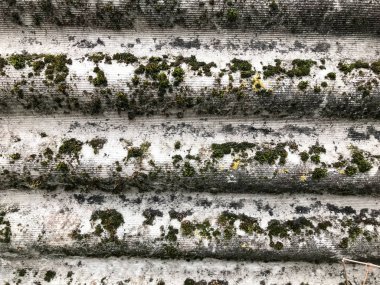 Yeşil yosun, yakın görünüm, arka plan ile yatay olarak kaplanmış asbestten eski harap hacimli gri kayrak dokusu