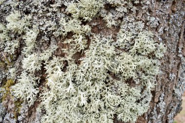 Eski harap hacimli gri ağaç doku, gri kabarık yosun arka plan ile kaplı çatlaklar ile kabuğu