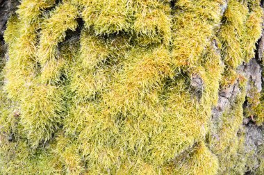 Eski harap hacimli gri ağaç Doku, yeşil kabarık yosun arka plan ile kaplı kabuğu