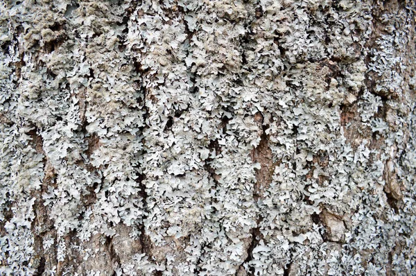 Textur Eines Alten Heruntergekommenen Voluminösen Grauen Baumes Rinde Mit Rissen — Stockfoto