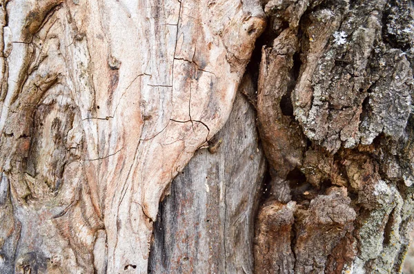 Textur Der Alten Baufälligen Masse Grau Morsch Baum Mit Rinde — Stockfoto