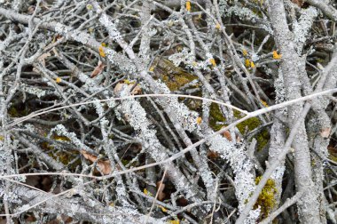 Eski kuru çürük küçük ince eski çubuklar, dallar, düğümler ve çatlaklar ile kuru yaprakları ile saman doku arka plan yosun vylzy görünümü ile kaplı
