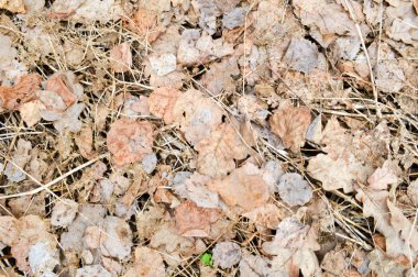 Doku eski kuru düşmüş sonbahar yaprakları ve çürük küçük ince eski sopalar, dallar, düğüm arka plan ile pipetler