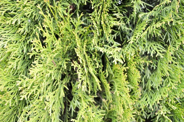 Текстура Зеленого Маленького Яскравого Красивого Свіжого Листя Модрини Фону Дерева — стокове фото