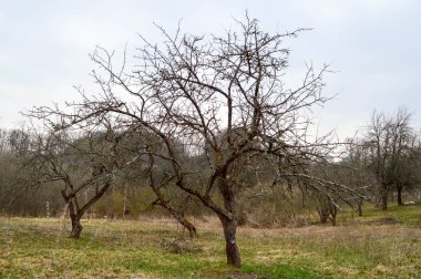Dalları Bahar, alanında yapraklarda olmadan eğri Slav ağaçlarıyla güzel manzara