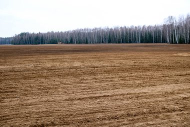 Peyzaj alanı, kahverengi kadar kazdık yataklar ile kara, çiftçilik, gozlerime tahıl uzak bir orman ve mavi gökyüzü arka planı bir çiftlikte ilkbaharda Ekim kazılıp.