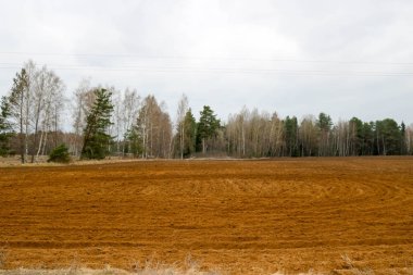 Manzara alan, Kara Orman ve mavi gökyüzü arka plan bitkileri ile çiftçilik için.
