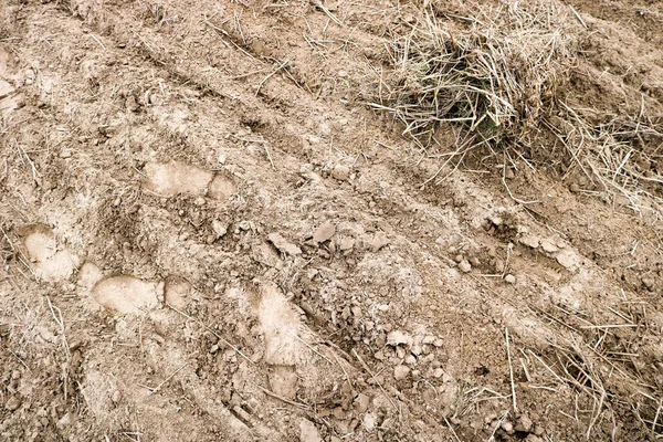 褐色化石地球的纹理 干燥的草背景 — 图库照片