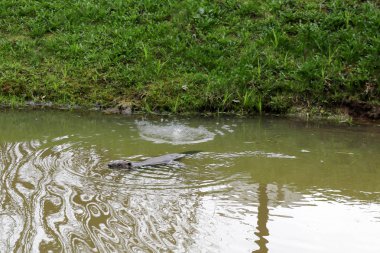 Keskin dişleri ve büyük kuyruk su kunduz sıradan ile kahverengi ıslak vahşi, kemirgen bir gölet, çamurlu kahverengi su ve yeşil çimile bir nehir, kıyıda bitki örtüsü ile yüzer