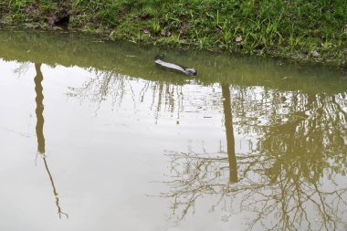 Keskin dişleri ve büyük kuyruk su kunduz sıradan ile kahverengi ıslak vahşi, kemirgen bir gölet, çamurlu kahverengi su ve yeşil çimile bir nehir, kıyıda bitki örtüsü ile yüzer