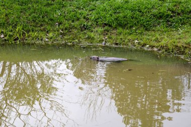 Keskin dişleri ve büyük kuyruk su kunduz sıradan ile kahverengi ıslak vahşi, kemirgen bir gölet, çamurlu kahverengi su ve yeşil çimile bir nehir, kıyıda bitki örtüsü ile yüzer