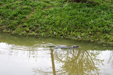 Keskin dişleri ve büyük kuyruk su kunduz sıradan ile kahverengi ıslak vahşi, kemirgen bir gölet, çamurlu kahverengi su ve yeşil çimile bir nehir, kıyıda bitki örtüsü ile yüzer
