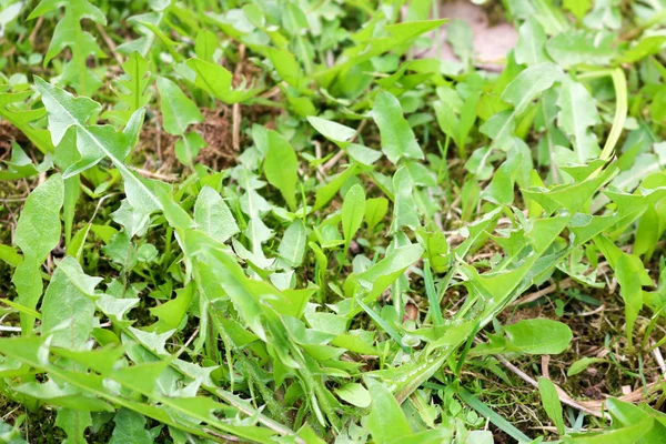 Bir Bitkinin Dokusu Çim Bir Arka Plan Karşı Yeşil Taze — Stok fotoğraf