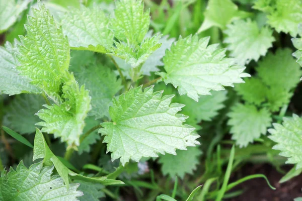 Textura Una Planta Hojas Verdes Ortiga Fresca Sobre Fondo Hierba —  Fotos de Stock