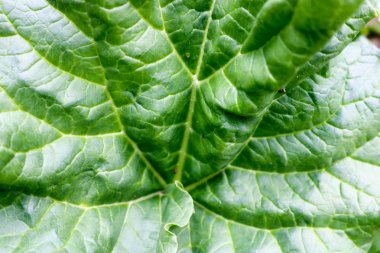 Desenler, damarlar ve kıvrımlar, bir arka plan ile bir bitkinin büyük bir yeşil taze parlak yaprak Doku.