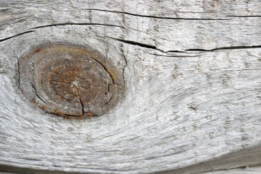 Büyük dal ve ağaç lifleri, arka plan güzel desen gri ahşap doku.